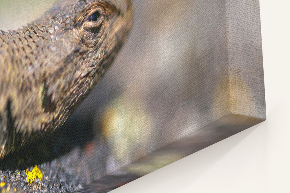 Western Fence Lizard, Eastern Oregon, Oregon, USA