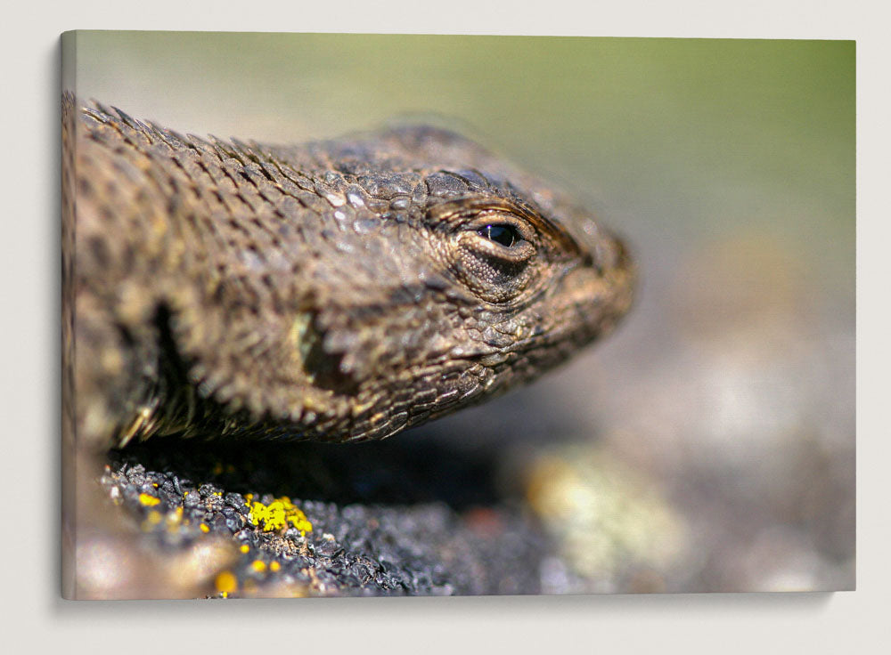 Western Fence Lizard, Eastern Oregon, Oregon, USA