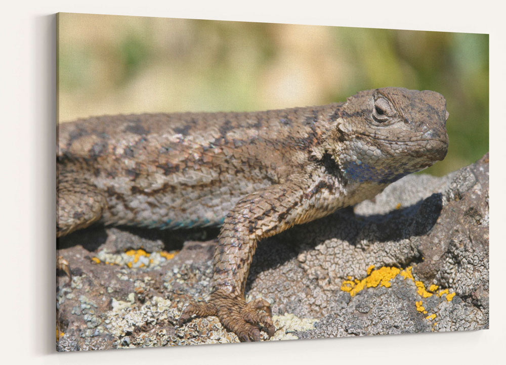 Western Fence lizard Push-up Territorial Display, Eastern Oregon