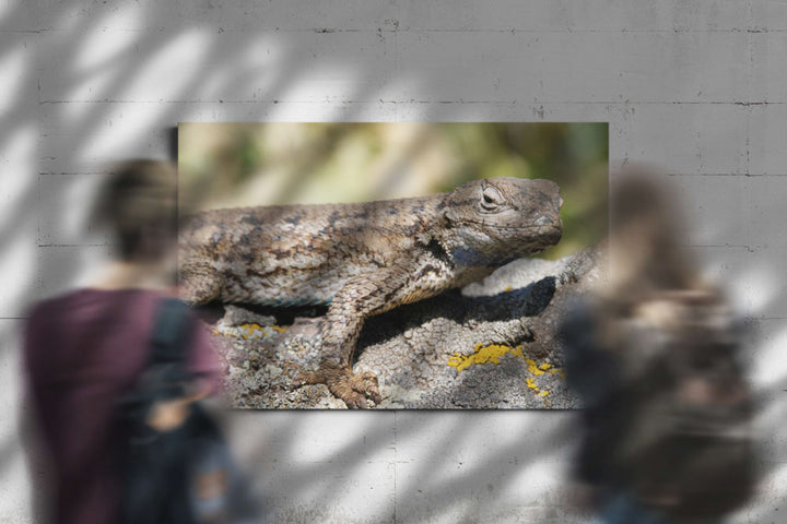 Western Fence lizard Push-up Territorial Display, Eastern Oregon