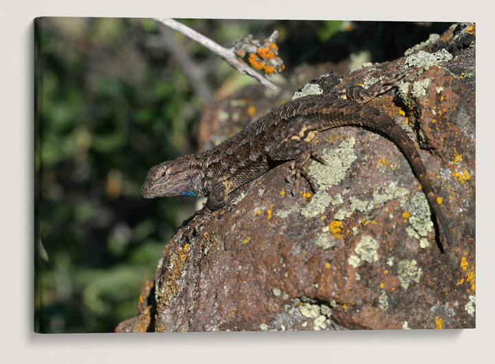 Western Fence Lizard, Hogback Mountain, Klamath Falls, Oregon, USA