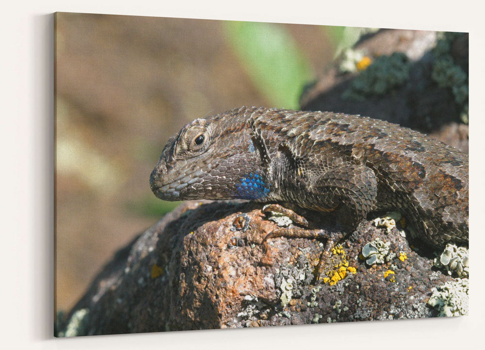 Western Fence Lizard, Hogback Mountain, Klamath Falls, Oregon