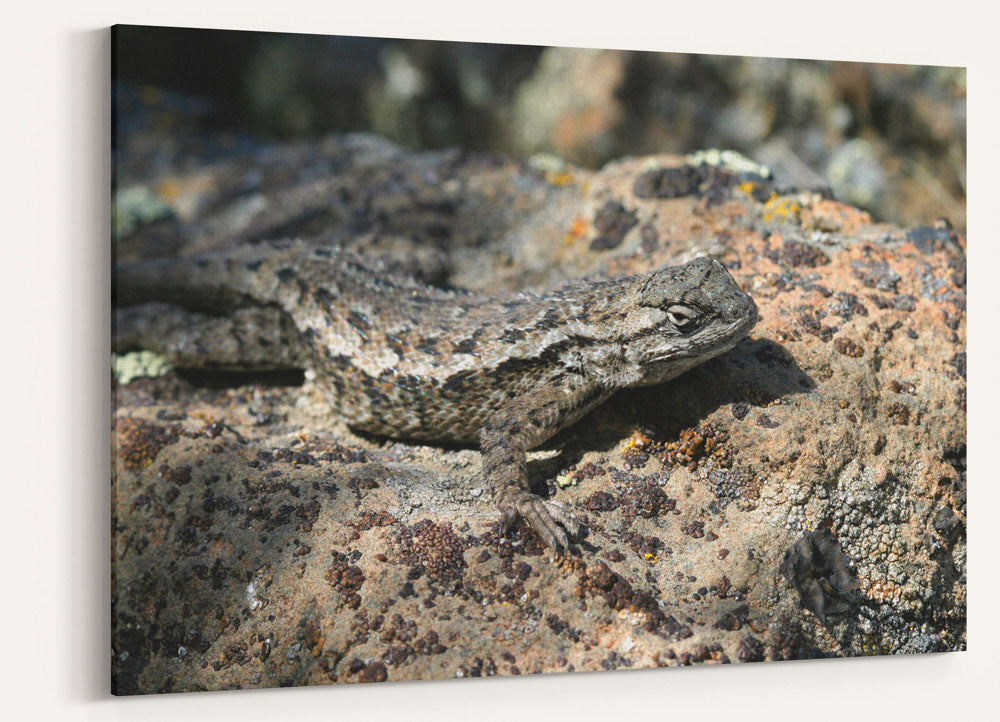 Western Fence Lizard, Lava Beds National Monument, California