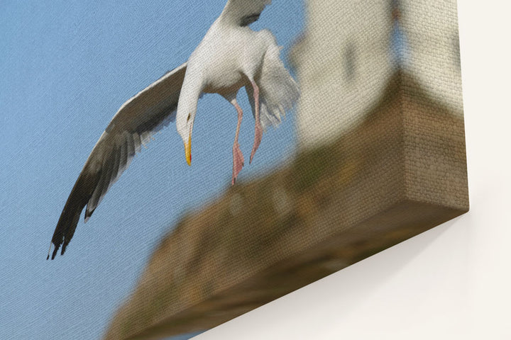 Western Gull and Lighthouse, East Anacapa Island, Channel Islands National Park, California, USA