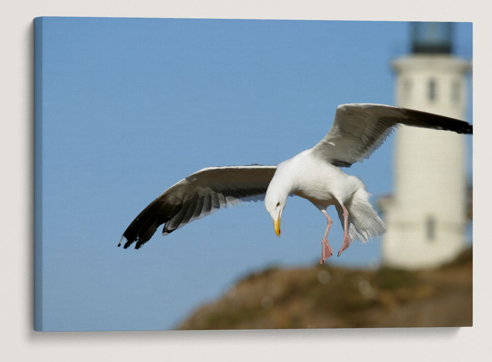 Western Gull and Lighthouse, East Anacapa Island, Channel Islands National Park, California, USA