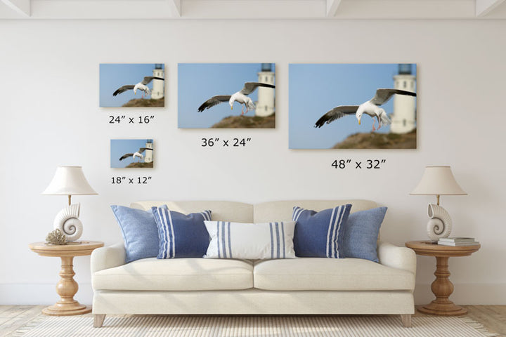 Western Gull and Lighthouse, East Anacapa Island, Channel Islands National Park, California, USA