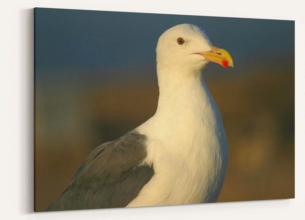 Western gull, East Anacapa Island, Channel Islands National Park, California