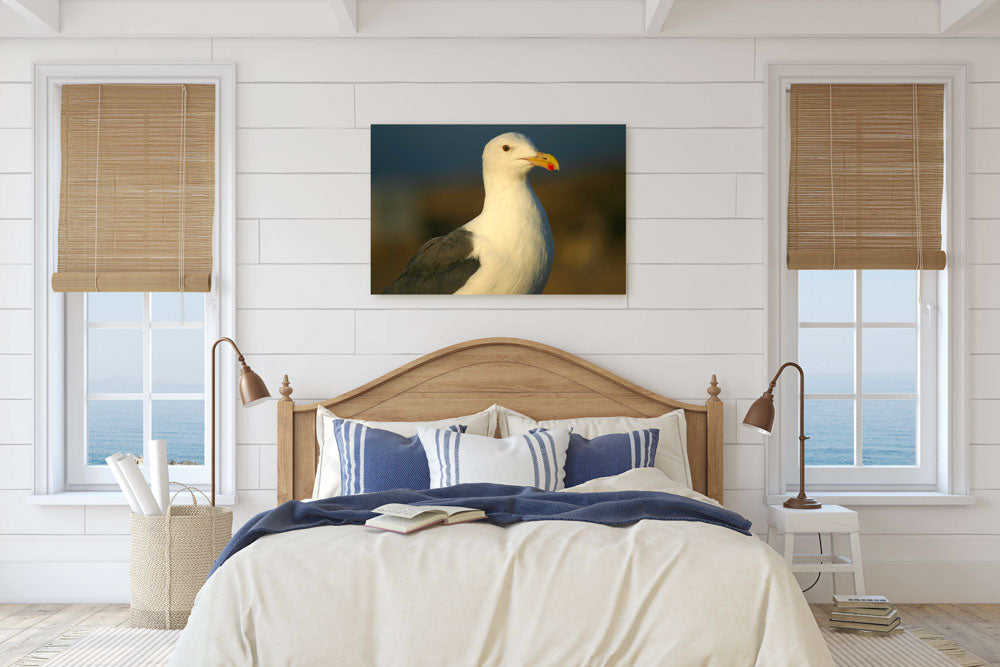 Western gull, East Anacapa Island, Channel Islands National Park, California