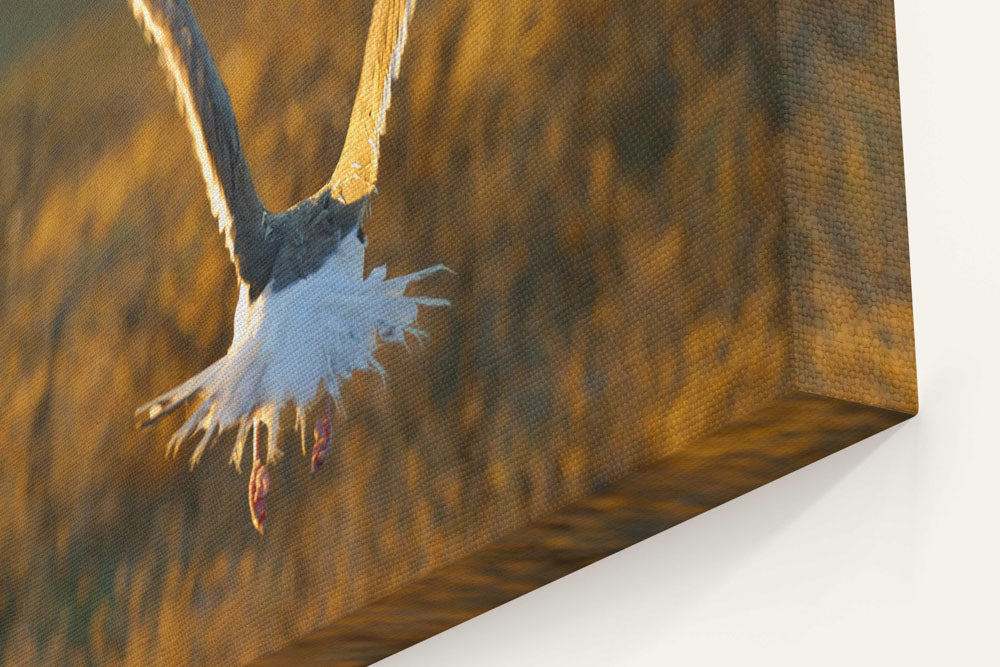 Western Gull in flight, East Anacapa Island, Channel Islands National Park, California