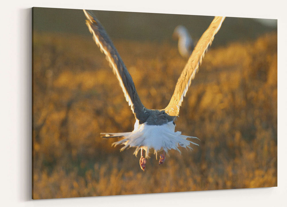 Western Gull in flight, East Anacapa Island, Channel Islands National Park, California