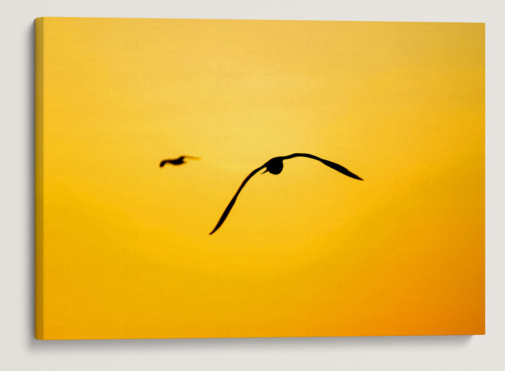 Western Gulls Flying at Sunset, East Anacapa Island, Channel Islands National Park, California, USA