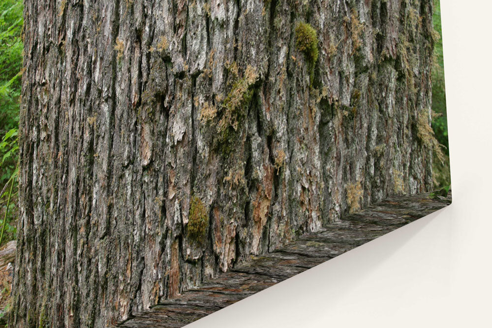 Western hemlock bark closeup, Lookout Creek Old-Growth Trail, Oregon