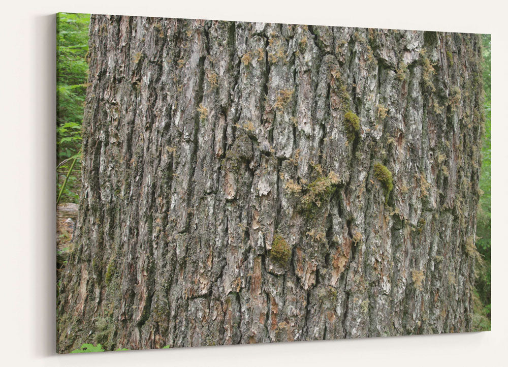 Western hemlock bark closeup, Lookout Creek Old-Growth Trail, Oregon