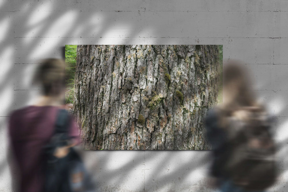 Western hemlock bark closeup, Lookout Creek Old-Growth Trail, Oregon