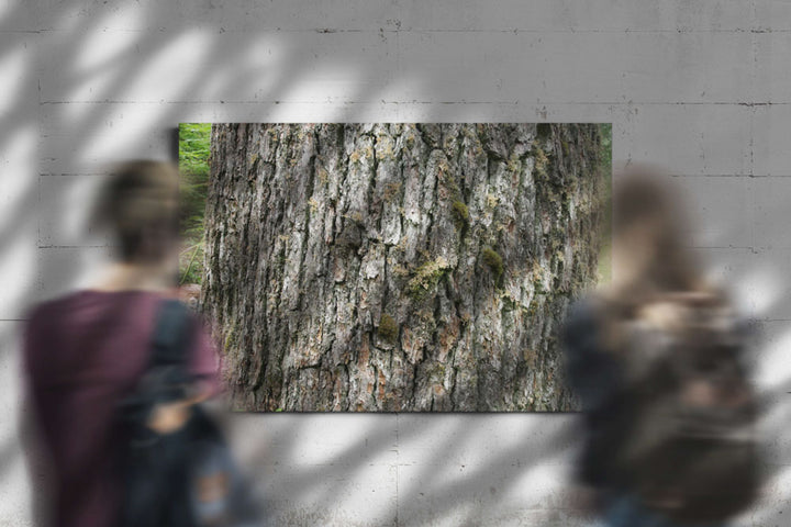 Western hemlock bark closeup, Lookout Creek Old-Growth Trail, Oregon