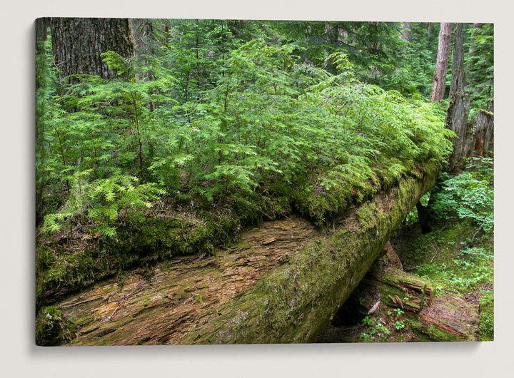 Young Western Hemlocks on Douglas Fir Log, Lookout Creek Old-Growth Trail, H.J. Andrews Forest, Oregon