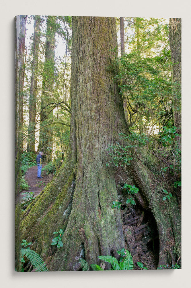 Western Hemlock, Prairie Creek Redwoods State Park, California, USA