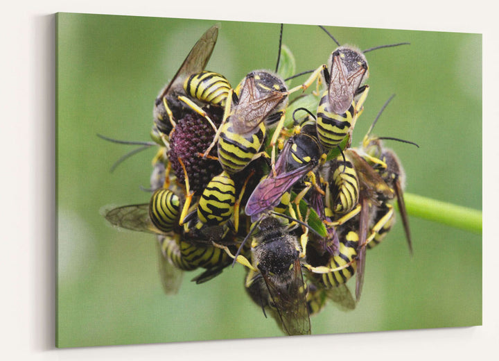 Sleeping roost of Western Yellowjackets on wildflower, Carpenter Mtn, Oregon