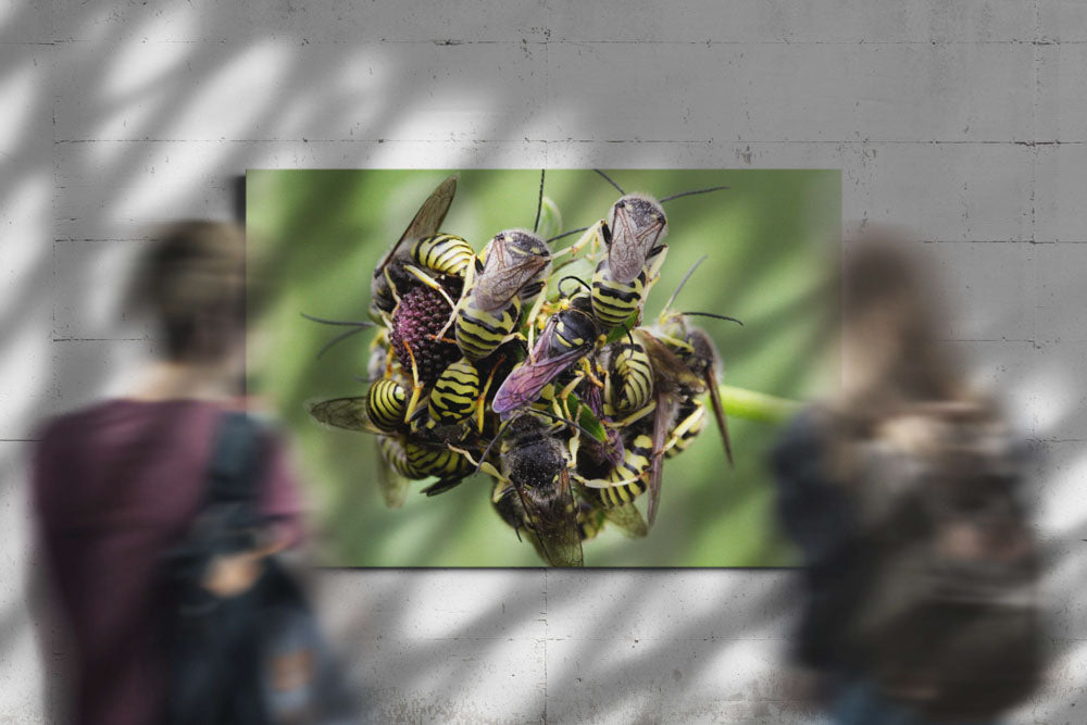 Sleeping roost of Western Yellowjackets on wildflower, Carpenter Mtn, Oregon