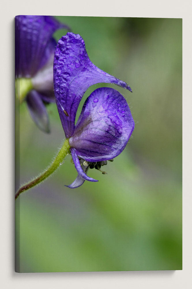 Western Monkshood, Crater Lake National Park, Oregon, USA