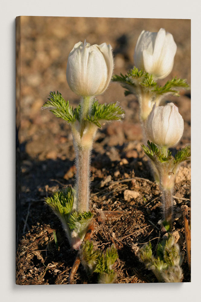 Flowering Western Pasqueflower, Crater Lake National Park, Oregon, USA