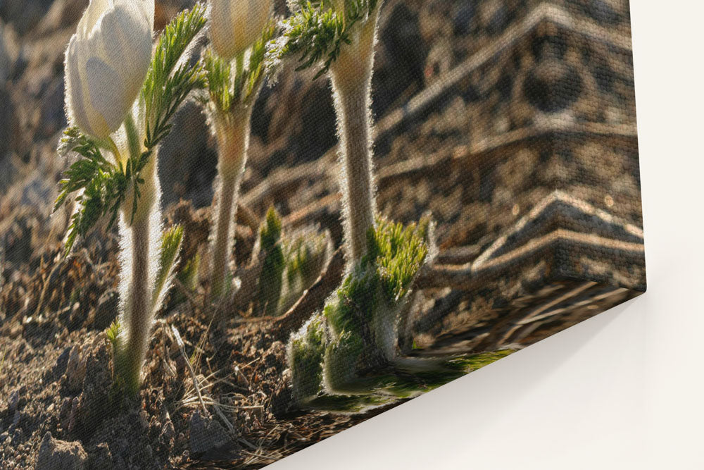 Western Pasqueflower, Crater Lake National Park, Oregon, USA