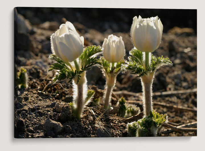 Western Pasqueflower, Crater Lake National Park, Oregon, USA