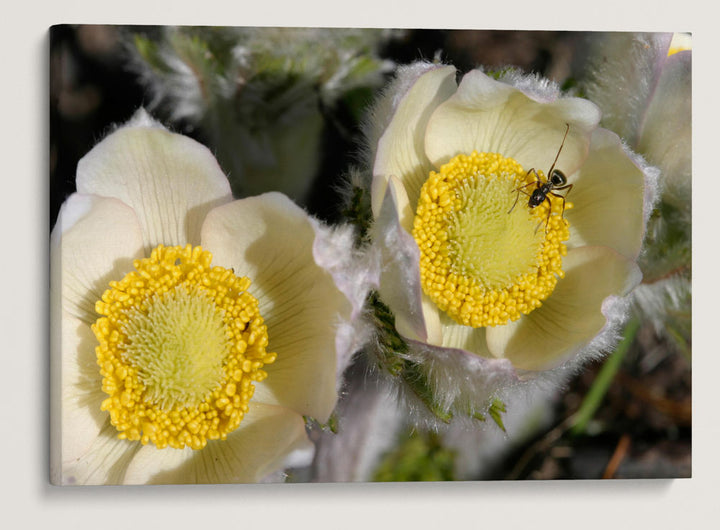 Western Pasqueflower, Crater Lake National Park, Oregon, USA