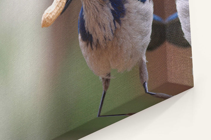 Western scrub jay With Peanut, Agency Lake, Oregon