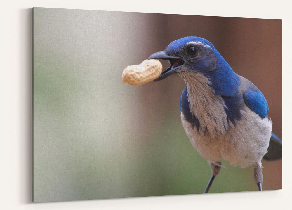 Western scrub jay With Peanut, Agency Lake, Oregon