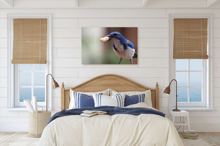 Western scrub jay With Peanut, Agency Lake, Oregon