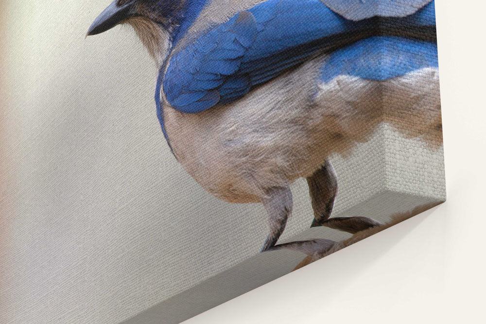 Western Scrub-jay Profile, Agency Lake, Oregon