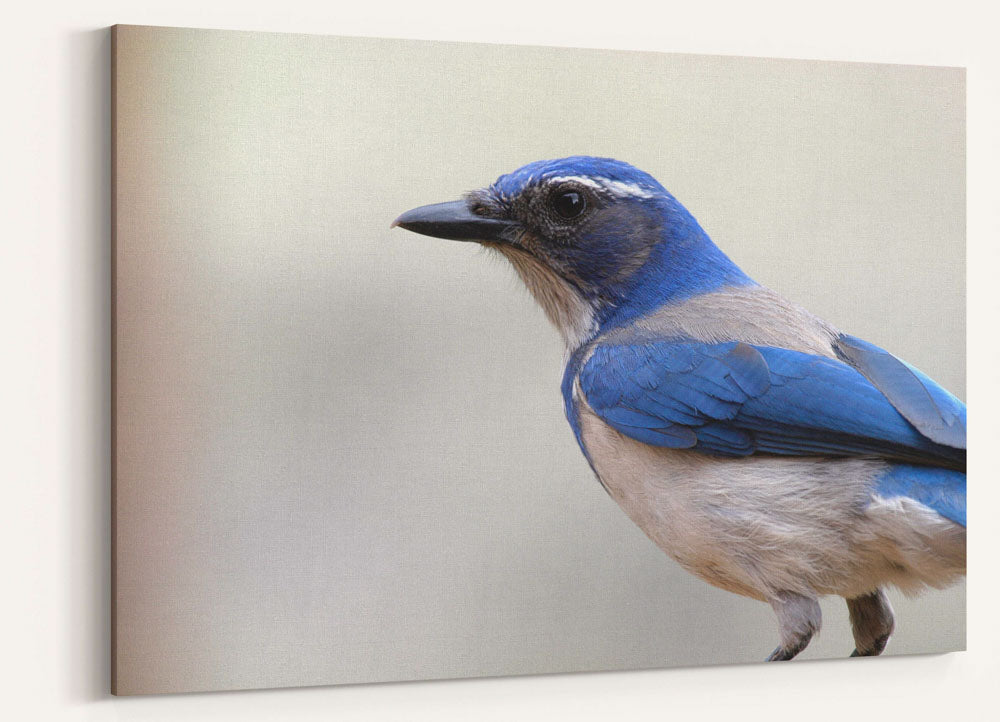 Western Scrub-jay Profile, Agency Lake, Oregon