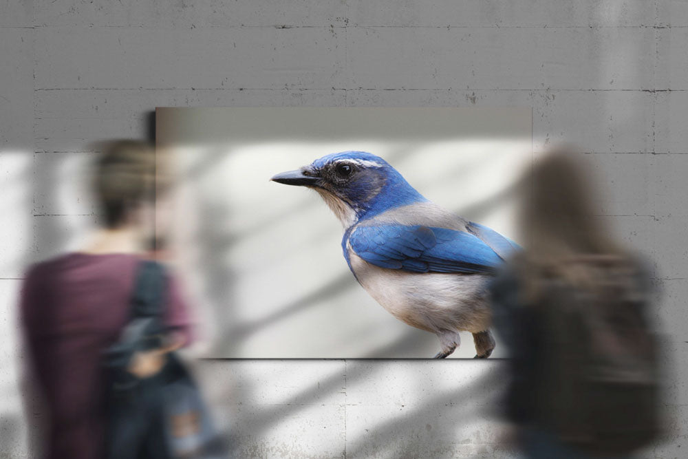 Western Scrub-jay Profile, Agency Lake, Oregon