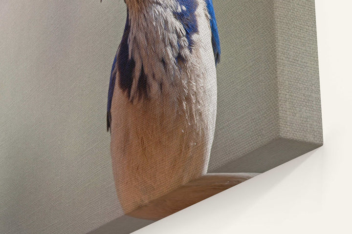 Western scrub jay, Agency Lake, Oregon