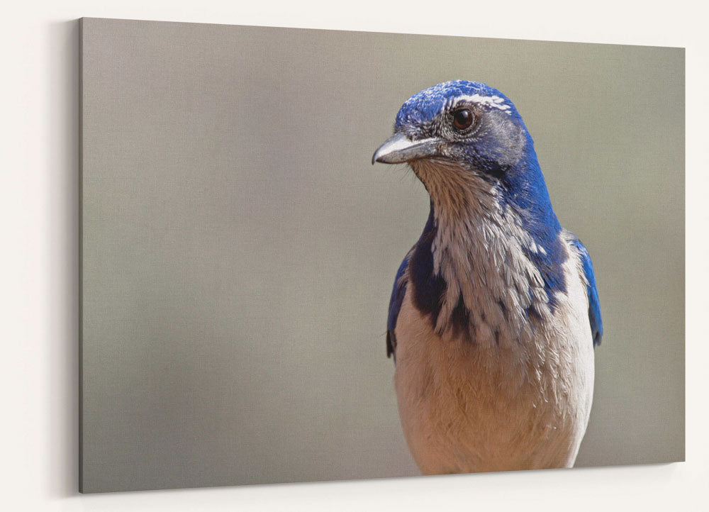 Western scrub jay, Agency Lake, Oregon