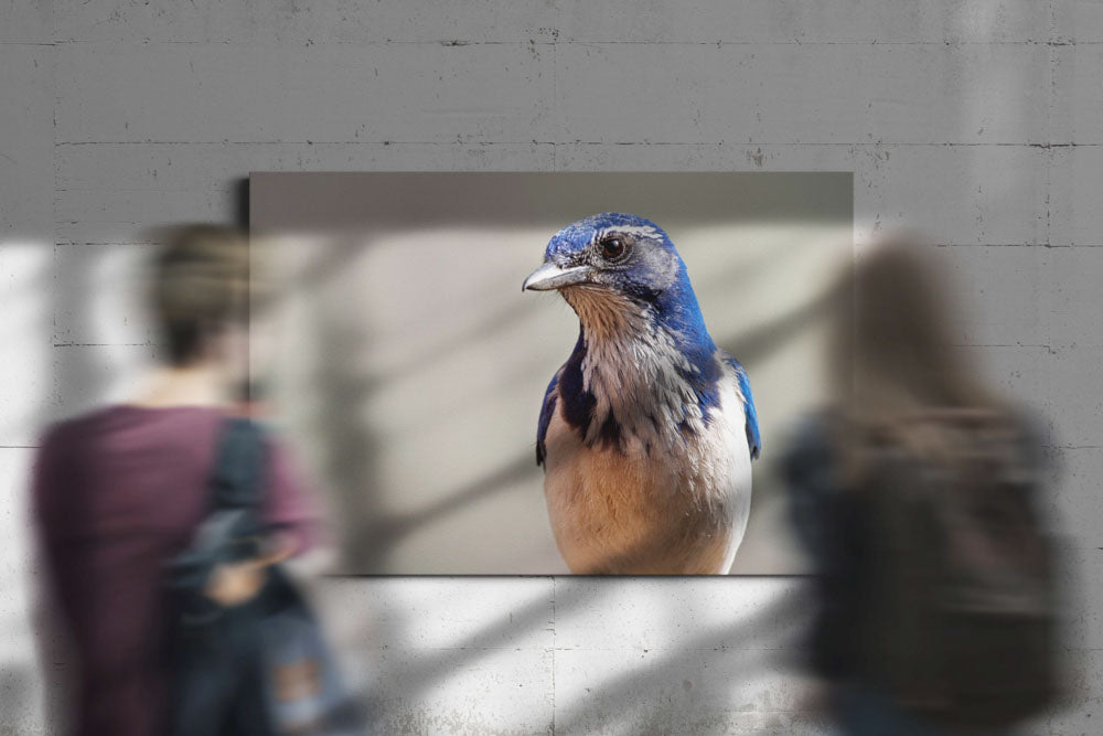 Western scrub jay, Agency Lake, Oregon