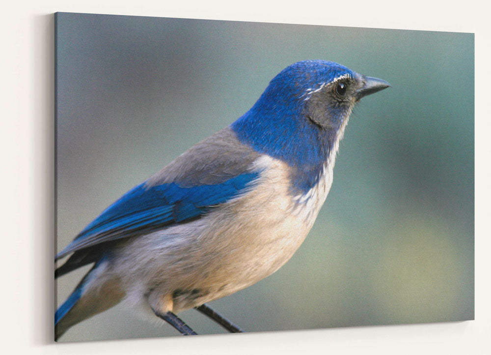 Western scrub jay, Agency Lake, Oregon