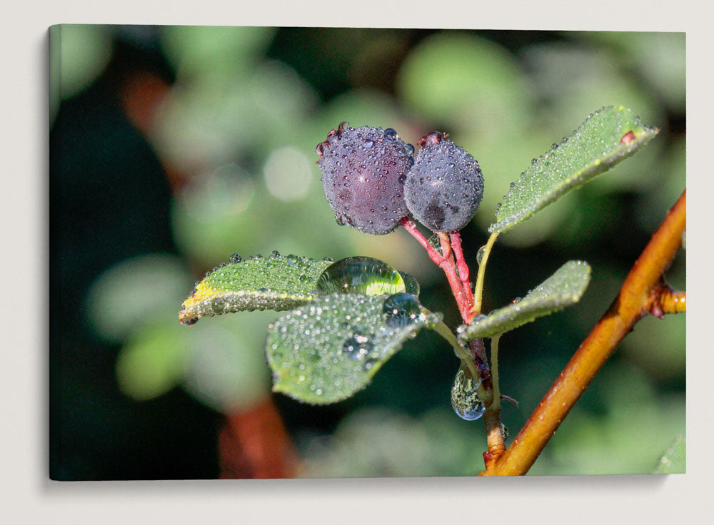 Western Serviceberry, Windigo Pass Rd, Umpqua National Forest, Oregon, USA