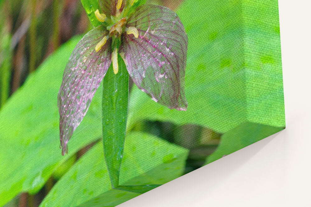 Trillium, Lookout Creek Old-Growth Trail, HJ Andrews Forest, Oregon, USA