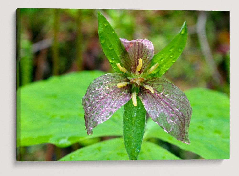 Trillium, Lookout Creek Old-Growth Trail, HJ Andrews Forest, Oregon, USA