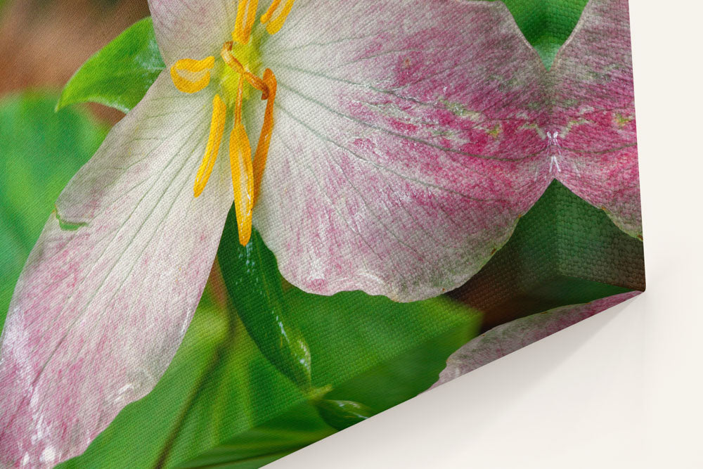 Trillium, Trillium Falls Trail, Redwood National Park, California, USA