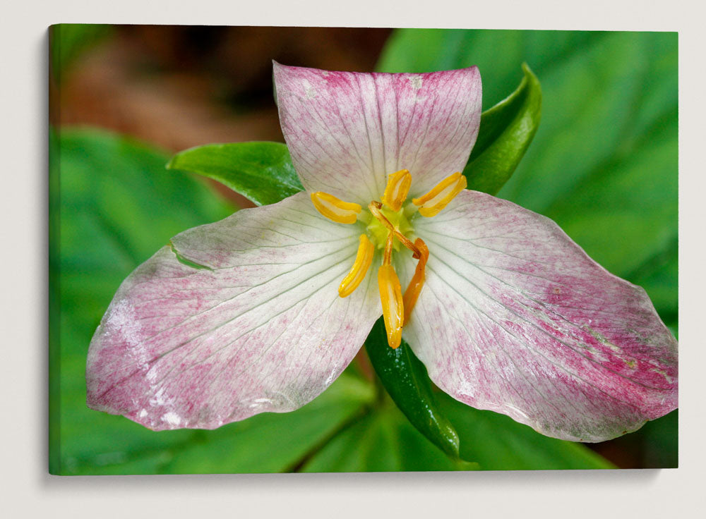 Trillium, Trillium Falls Trail, Redwood National Park, California, USA