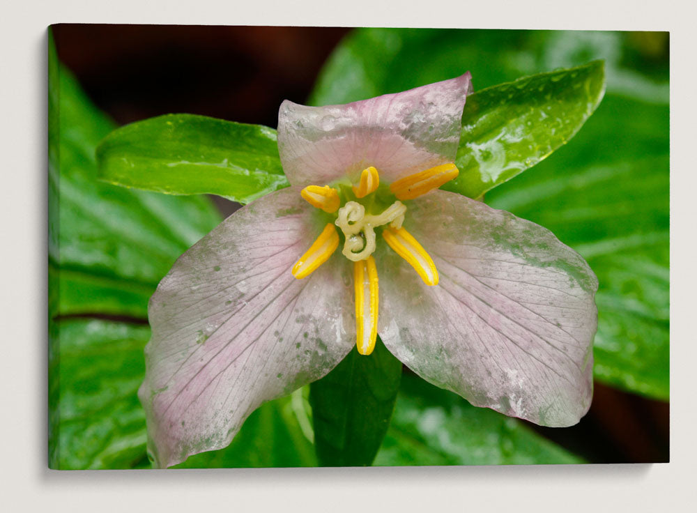 Trillium, Trillium Falls Trail, Redwood National Park, California, USA