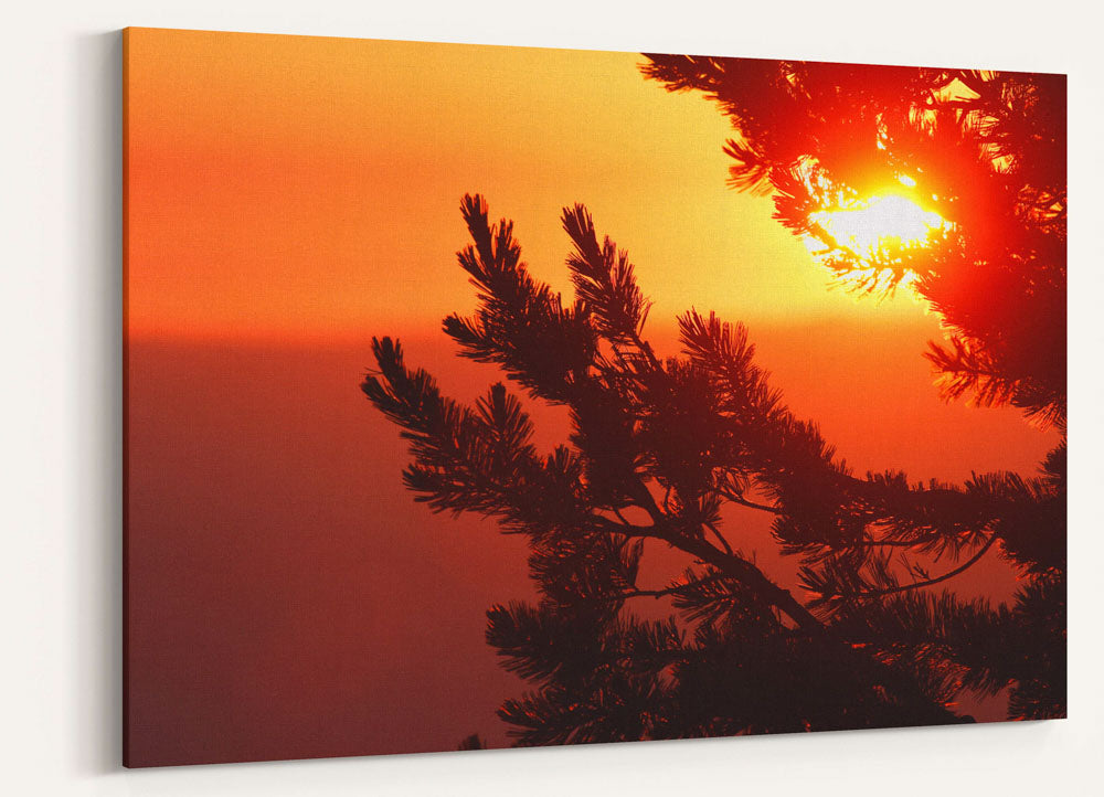 Whitebark Pine at Sunrise, Crater Lake National Park, Oregon