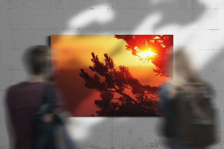 Whitebark Pine at Sunrise, Crater Lake National Park, Oregon