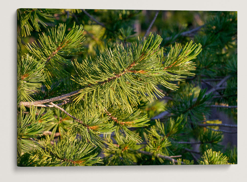 Whitebark Pine, Crater Lake National Park, Oregon, USA
