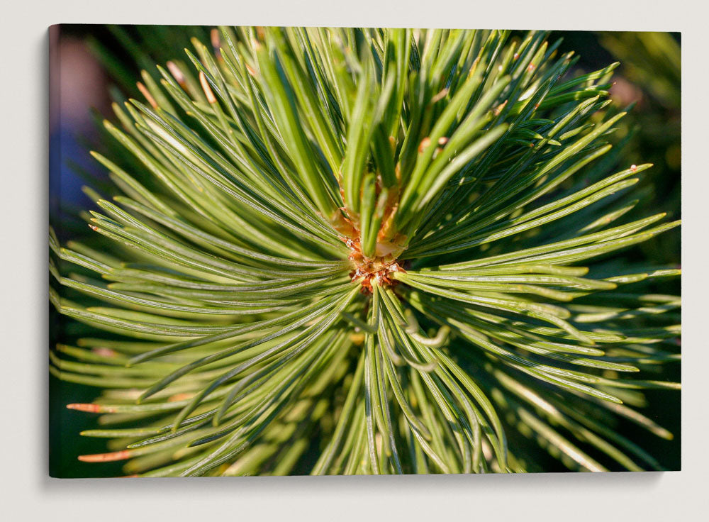 Whitebark Pine, Crater Lake National Park, Oregon, USA