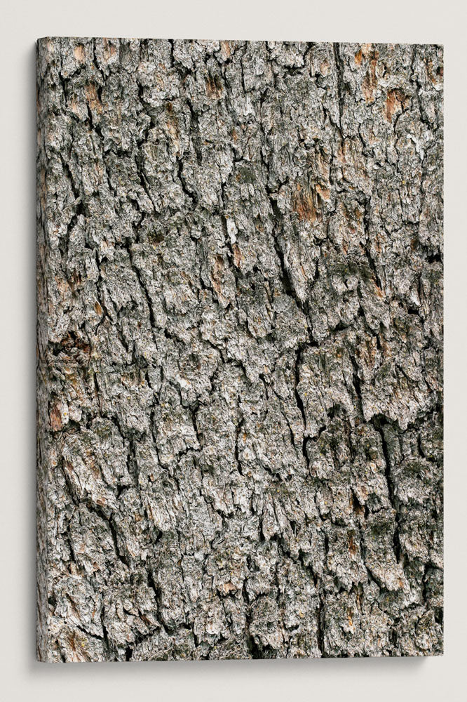 Whitebark Pine Bark, Crater Lake National Park, Oregon, USA