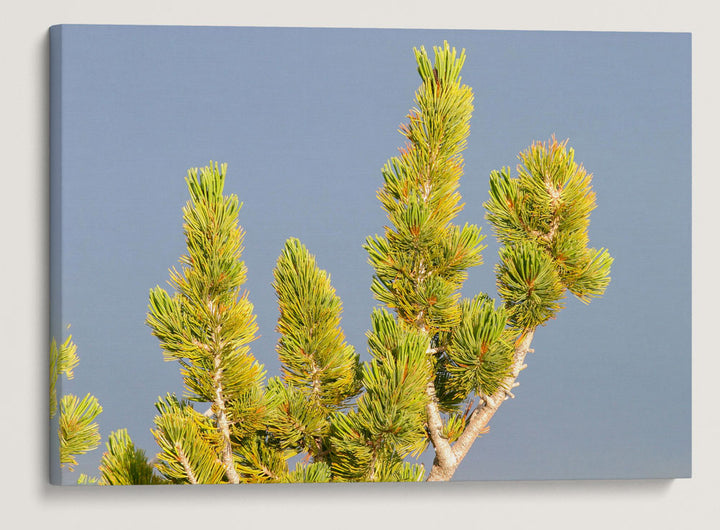 Whitebark Pine, Crater Lake National Park, Oregon, USA